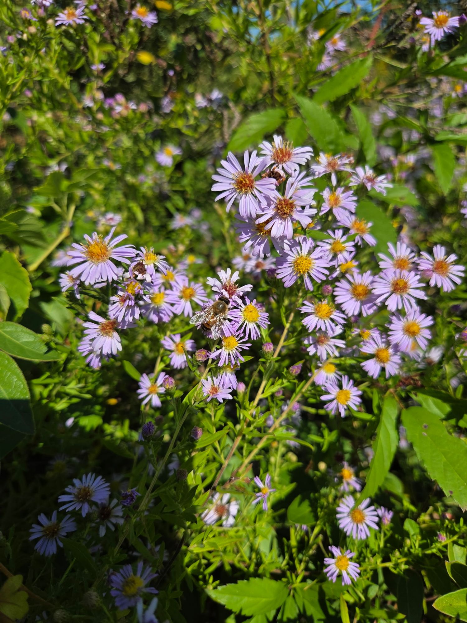 wp-asters