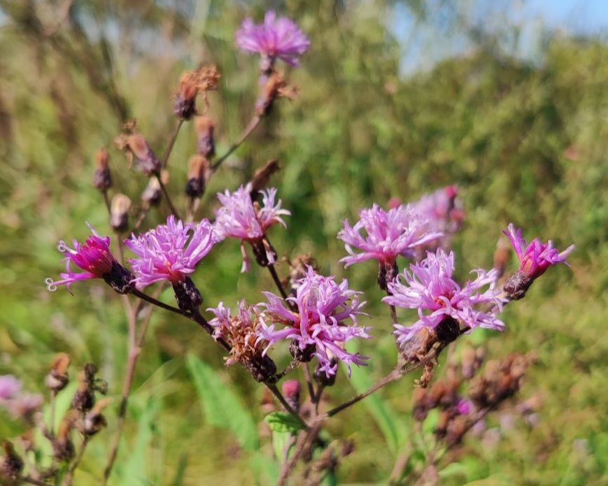 wp-17618607429892531856379232999792