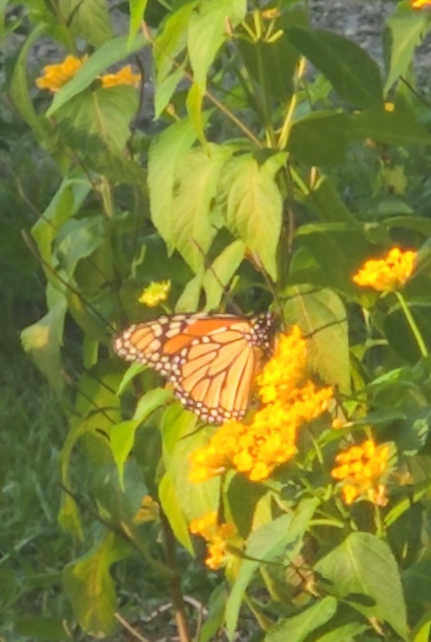 wp-17618618742748392624078464701532