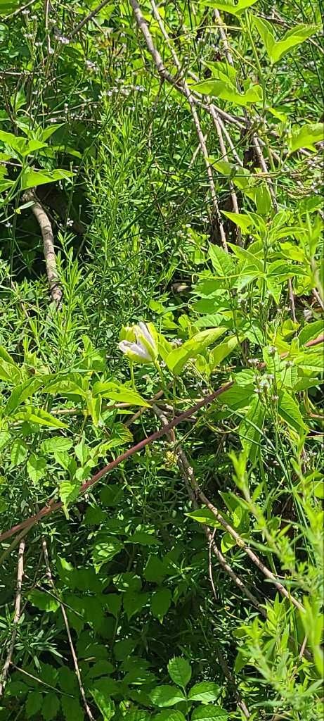 Passiflora incarnata