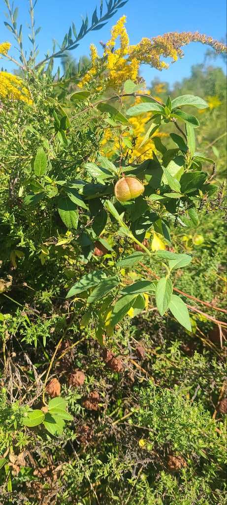Cardiospermum halicacabum