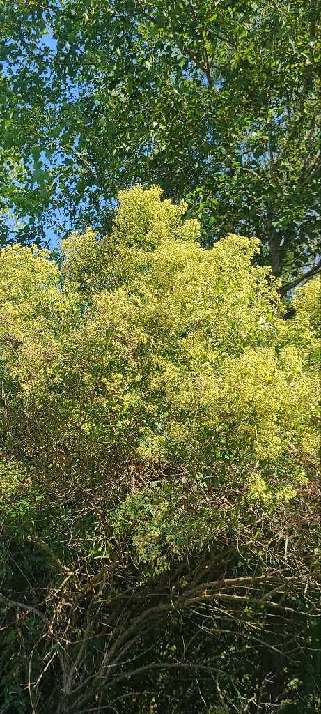 Baccharis halimifolia