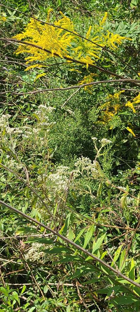 Eupatorium serotinum