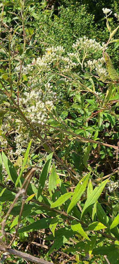 Eupatorium serotinum