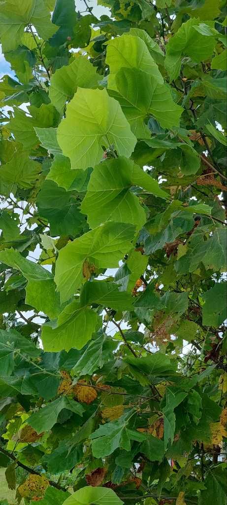 Platanus occidentalis