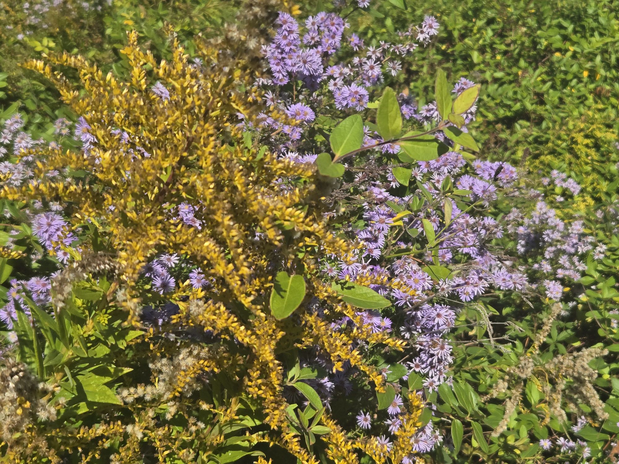 wp-17627993606437894679336564428246