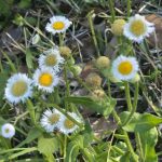 Fleabane (Erigeron annuus)