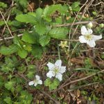 Blackberry Flowers