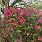 Azalea (Rhododendron spp.)