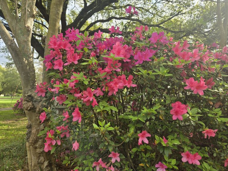 wp-17737657644544936617699389285335