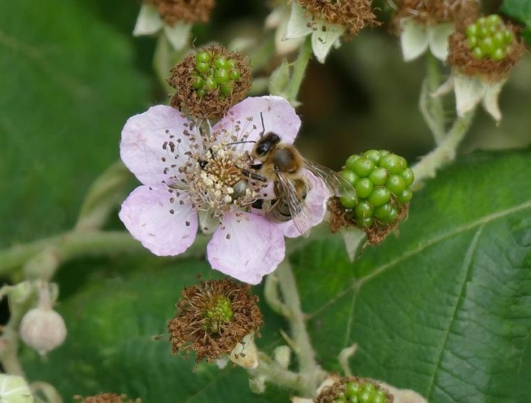 wp-17742286653625171516177173197144