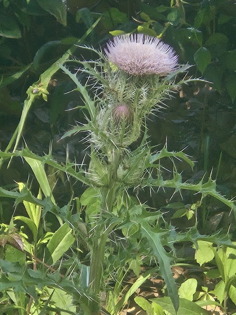 wp-17742286673011025007812513440552