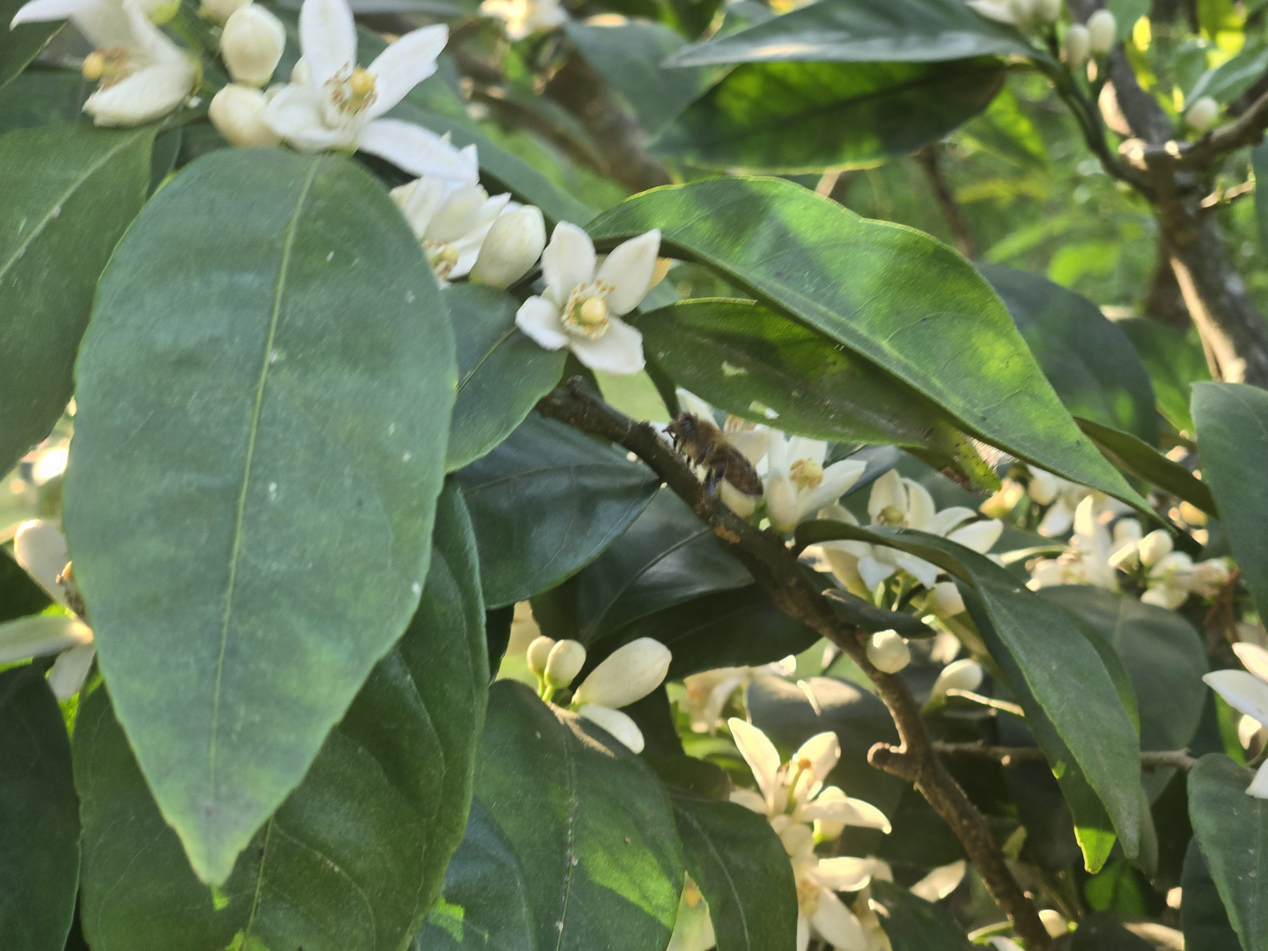Citrus Blooms