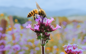Waggle Dance Post_20260412_115218_0000